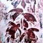 FUCSIE   collograph