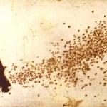 SOLITUDINE  cera molle acquatinta  acquatinta al sale 